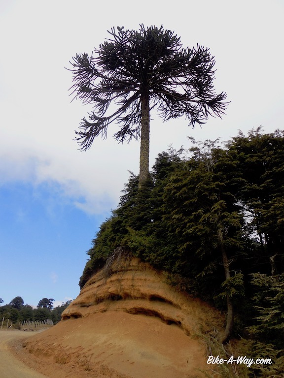 DSCN2772-1 (gesleept)