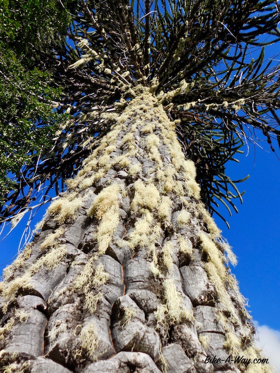 DSCN2795-1 (gesleept)